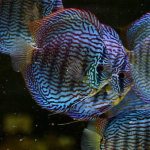 Altum Flora Discus