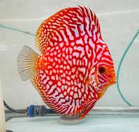 Blood Eagle Discus