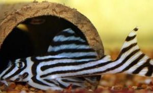 L046 - Zebra Pleco
