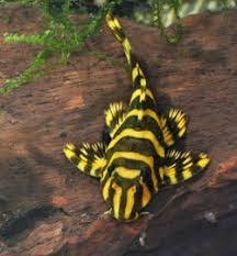 L134 - Leopard Frog Pleco