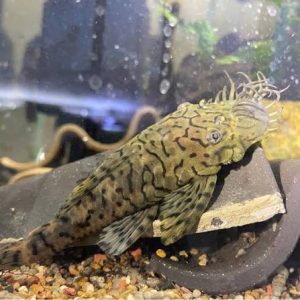 L159 - Ancistrus Luzia
