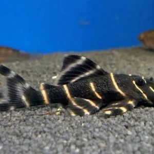 L204 - Flash Pleco