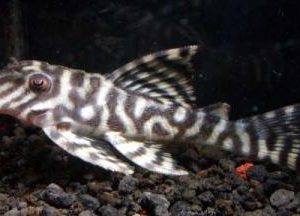 L236 basic - Cracked Zebra Pleco