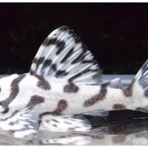 L236sw (Super White) - Cracked Zebra Pleco