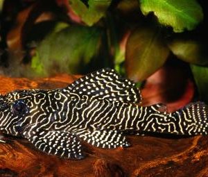 L260 - Queen Arabesque Pleco