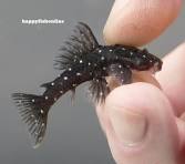 L280 - Dwarf Spiny Pleco