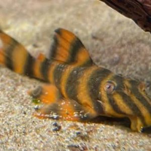 L306 - Bloodred Tiger Pleco