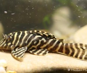 L333 - King Tiger Pleco