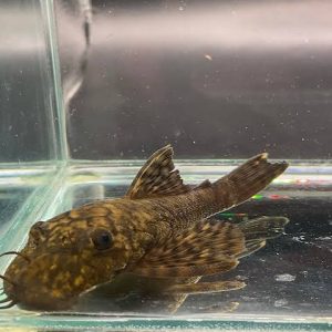 L393 - Cheese Creek Bristlenose Pleco