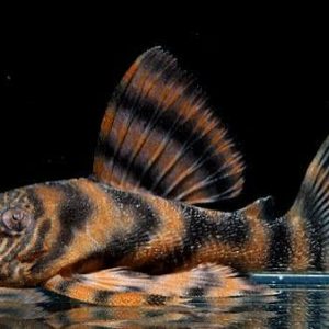 L397 - Alenquer Tiger Pleco