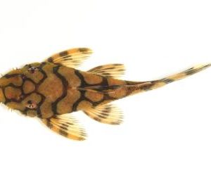 L519 - Honeycomb Bushynose Pleco (Kiefneri / Rio Itenez)
