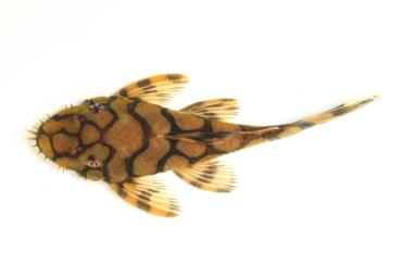 L519 - Honeycomb Bushynose Pleco (Kiefneri / Rio Itenez)
