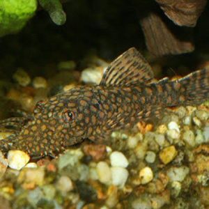 L528 - Rio Paraguay Pleco