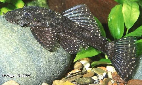L530 - Schneeflocke Pleco (Snowflake Pleco)