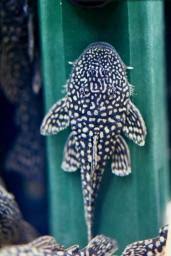 Pseudancistrus genisetiger (Slate Pleco)