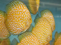 Yellow Jaguar Discus